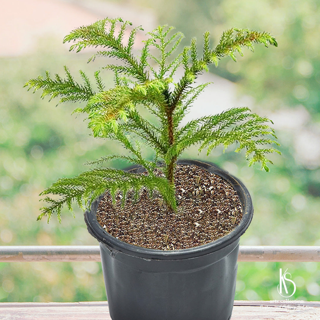 Spread the festive cheer with our KS Indian Christmas Tree Plant, a perfect personalized gift option. Visit our online gift shop to customize it to your heart's content!