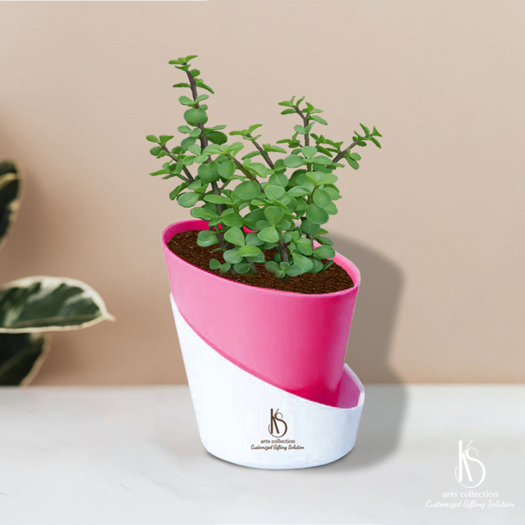 Surprise your loved ones with a personalized KS Jade Plant in a self-watering pot. This customized gift from our online shop is not only beautiful but also easy to care for!