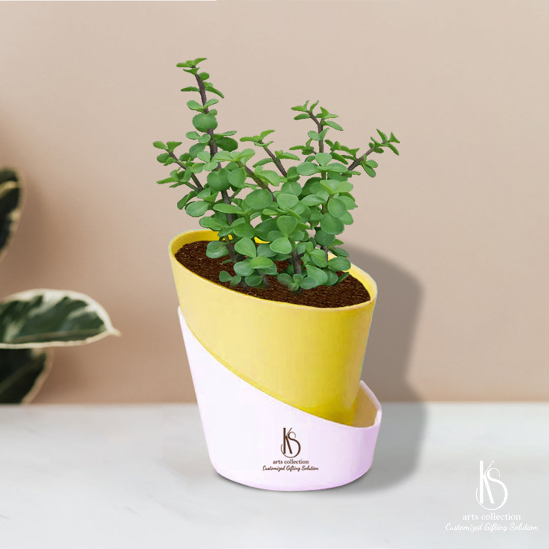 Looking for a unique gift? Our KS Jade Plant with self watering pots is perfect for anyone! Customize it and make it a personalized gift at our online gift shop.