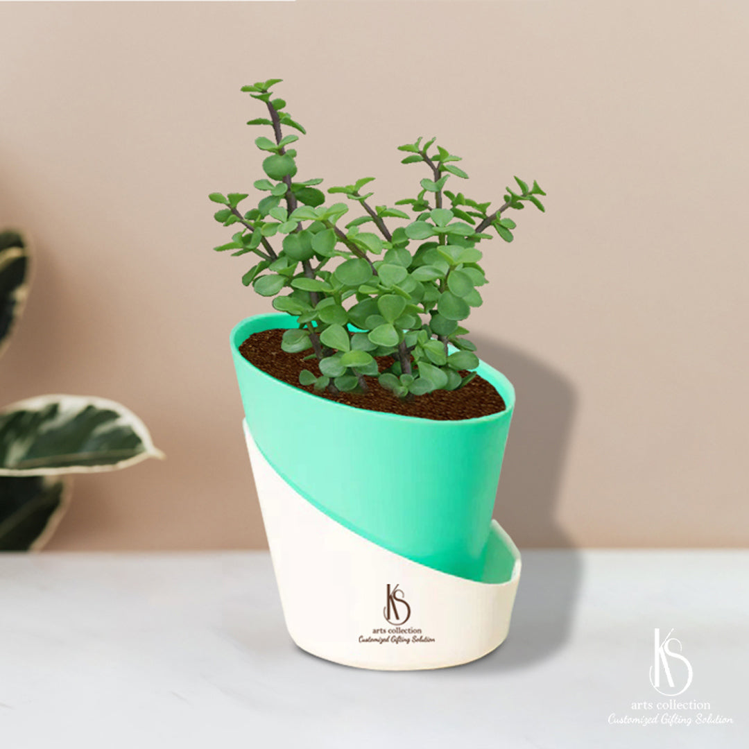 Surprise your loved ones with a personalized touch! Our KS Jade Plants in self-watering pots are a perfect customized gift option. Check out our online gift shop now!