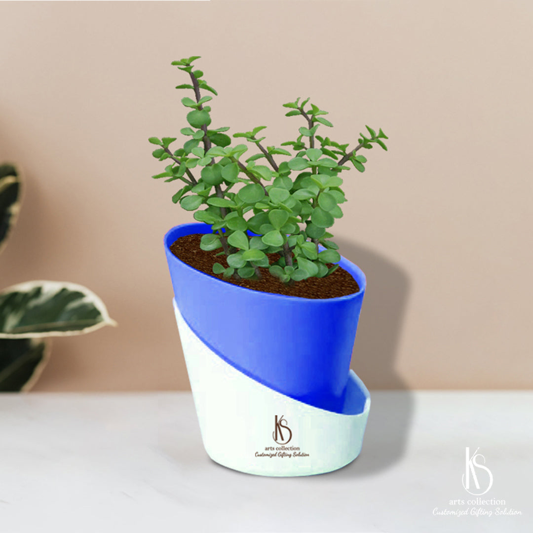 Looking for a unique gift? Our KS Jade Plant in a stylish self watering pot is a perfect choice. Shop online at our gift shop for a personalized and customized gift.