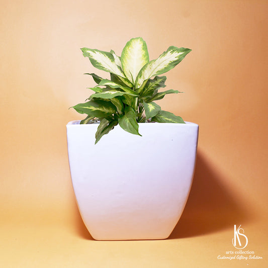 Spruce up your home or office with our KS Lamp Shaped Ceramic Planter! Perfect for herb gardening and a great gift idea from our Online Gift Shop