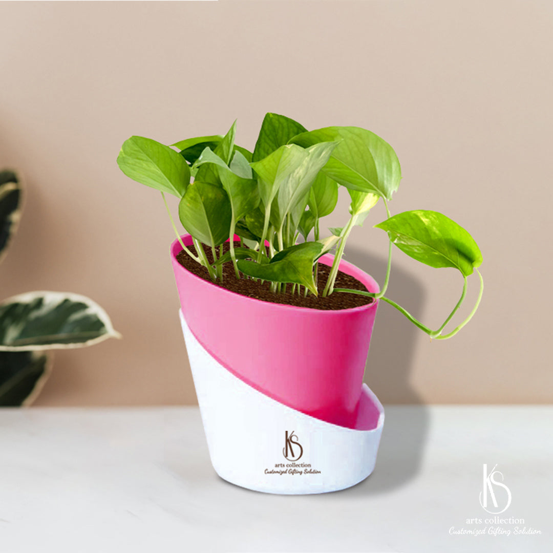 Looking for a unique gift? Our KS Money plant with self watering pots is the perfect choice! This personalized and customized gift is a great addition to any online gift shop.