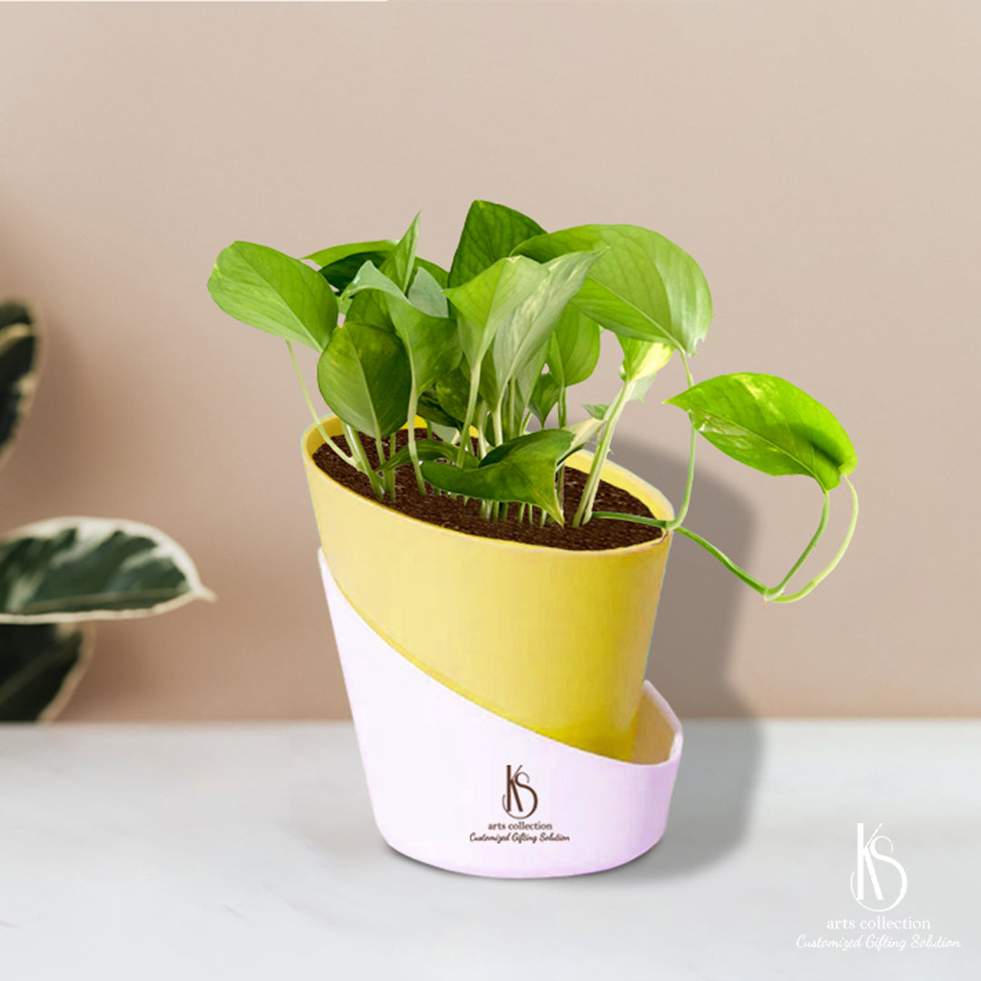 Elevate your gifting game with our KS Money plant in a self-watering pot. A personalized and eco-friendly gift that brings joy to any occasion. Explore our online gift shop now!