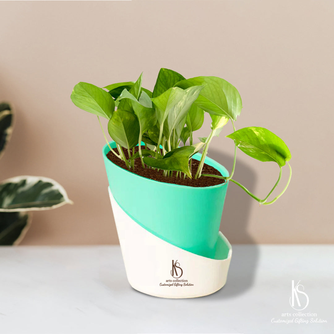 Bring nature to someone's home with KS Money plant and its self-watering pot. Shop at our online gift shop for a personalized and customized gift that's sure to bring joy!