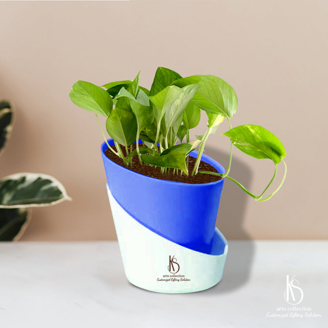 Looking for a unique, personalized gift? Our KS Money plant with self watering pot is perfect! Surprise your loved ones with this customized gift from our online gift shop.