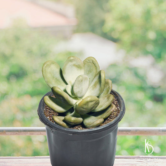 Inject a touch of green into any room with our stunning KS Moon Stone succulent. A perfect pick from our Online Gift Shop for personalised gifts.