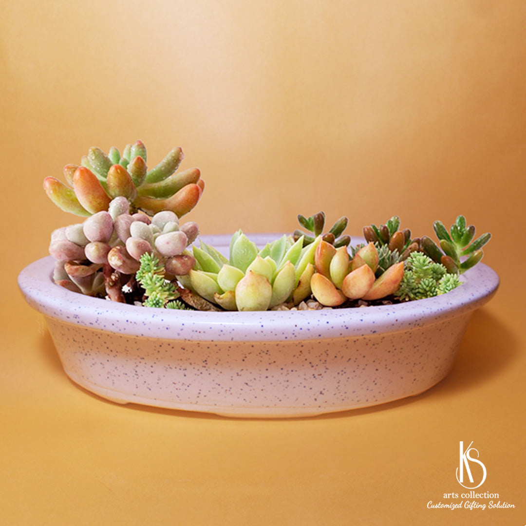 Upgrade your green space with a KS Oval Shape Ceramic Bonsai Tray from our online gift shop. Perfect as a personalised gift or charming planter.