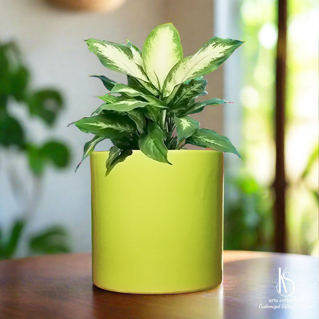 Transform your space with the KS Pillar Ceramic Planter, available at our Online Gift Shop. It's not just a herb planter, it's a thoughtful and personalized gift option!