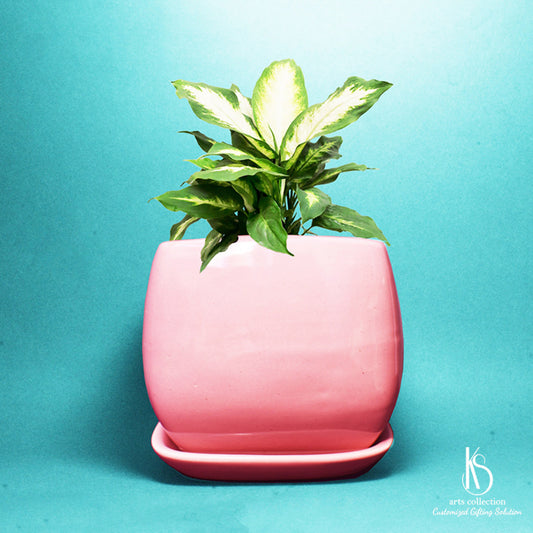 Looking for a unique online gift? Our KS Pink Ceramic Planter with Attached Tray is perfect for any herb lover! Personalize it for a thoughtful touch.