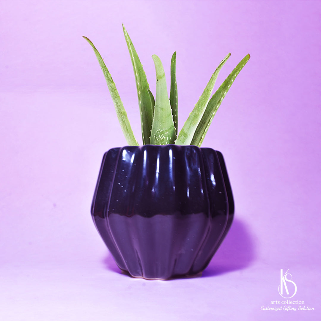 Discover the perfect gift for plant lovers! Our KS Pumpkin Ceramic Pot doubles as a stylish herb planter. Explore personalized options at our Online Gift Shop.