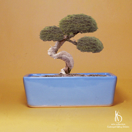 Our online gift shop proudly offers the KS Rectangle Ceramic Bonsai Tray. It makes the perfect personalised gift or addition to your plant collection.