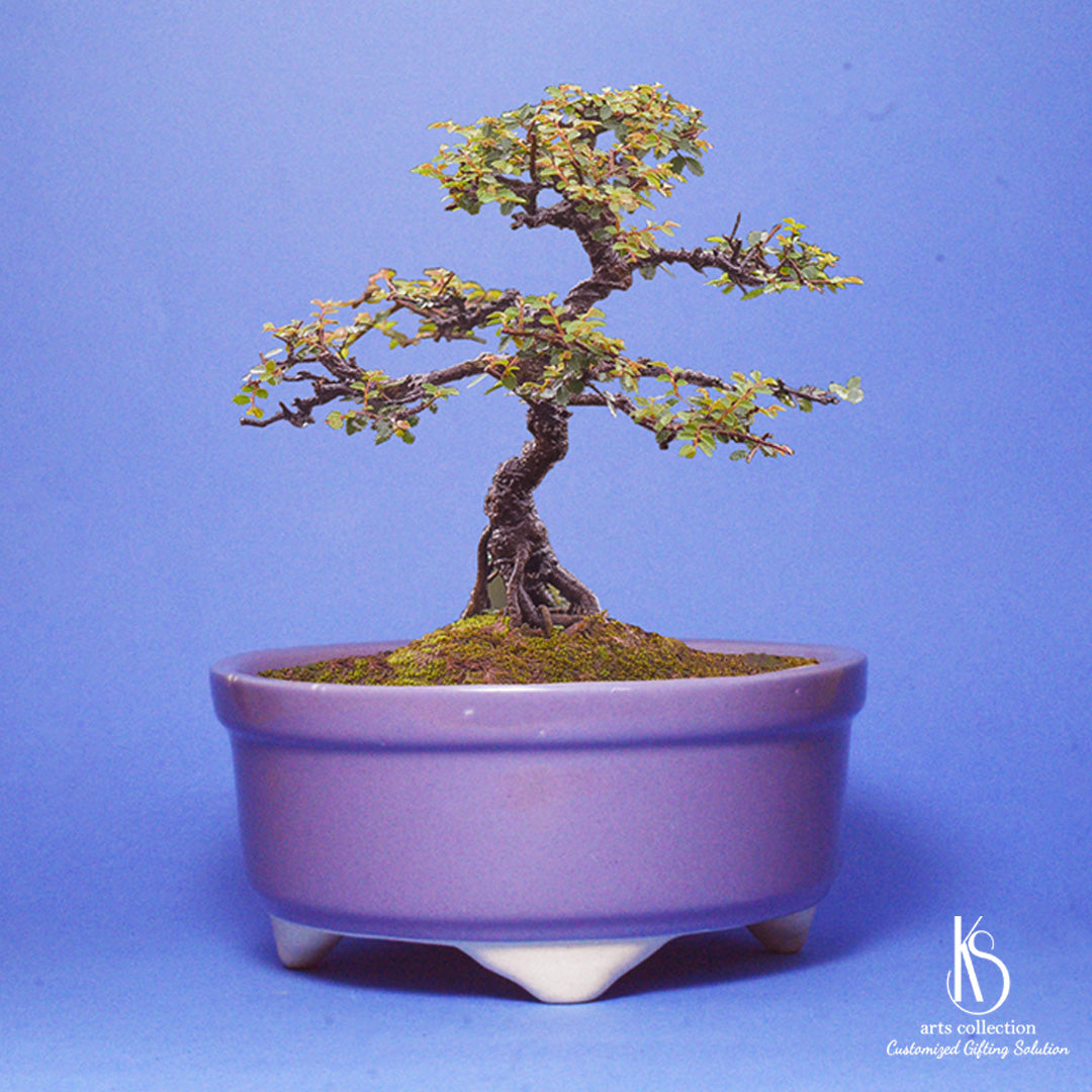 Find the perfect personalised gift on our online gift shop - the KS Round Ceramic Bonsai Tray. Ideal for showcasing your favourite planters