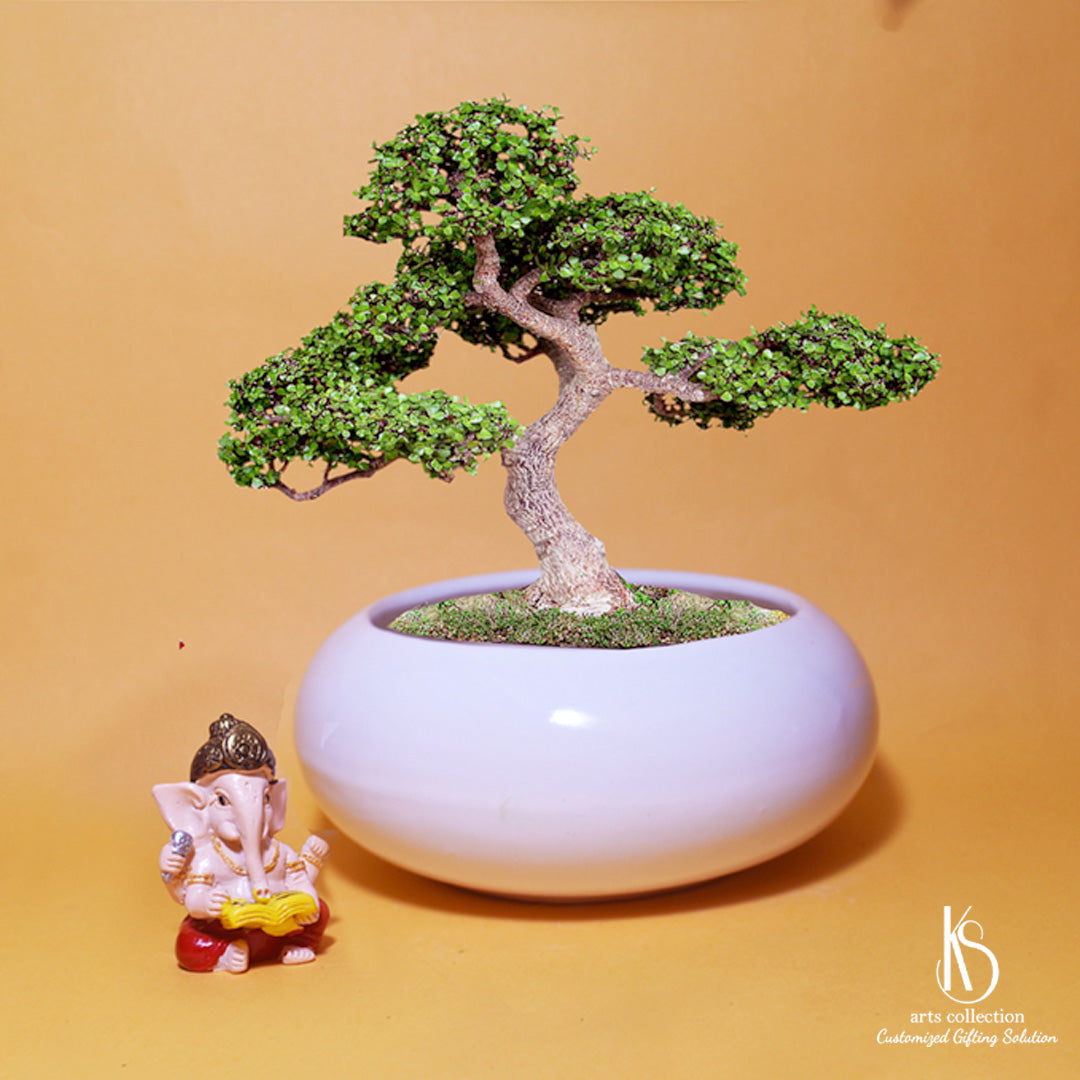 Meet the KS Round Tube Ceramic Bonsai Tray planter, available in our online gift shop. Perfect for plant lovers, it's a unique personalised gift idea.