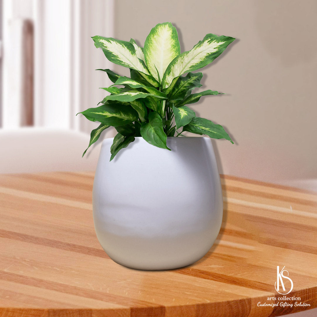 Style up your space with the KS Round White Ceramic Planter. Perfect as a herb planter or as a personalised gift. Get yours today from our Online Gift Shop!