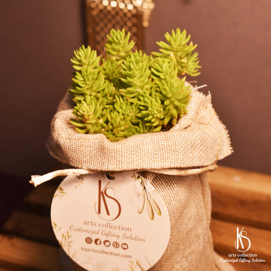 Looking for a unique and personalised gift? KS Sedum Angelina Plant Succulent will make perfect addition to anyone's collection! Visit our online gift shop now.