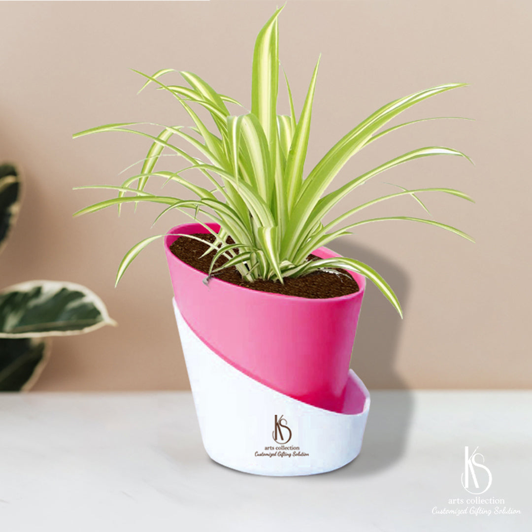 Surprise your loved ones with a customized gift that keeps on growing! Order our KS Spider Plant with self-watering pots from our online gift shop and brighten their day.