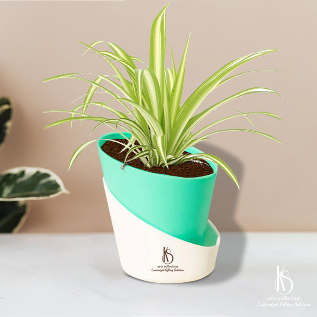 Looking for a unique gift? Our KS Spider Plant with self-watering pot is perfect for plant lovers! Shop now at our online gift shop for a personalized and customized gift.