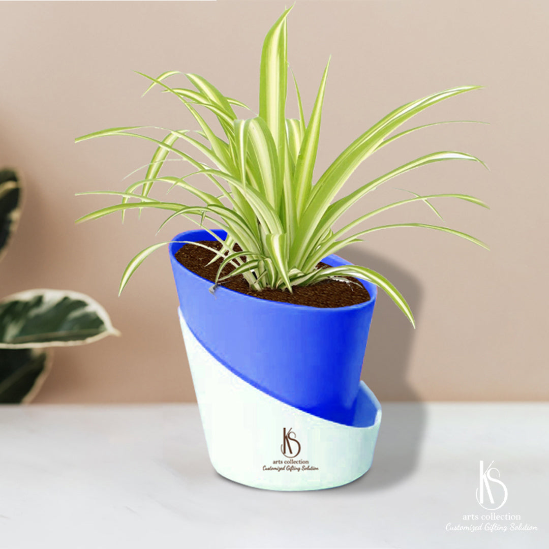 Looking for a unique present? Our KS Spider Plant with a self-watering pot is a perfect choice! Give a Personalised Gift from our online gift shop and make someone's day