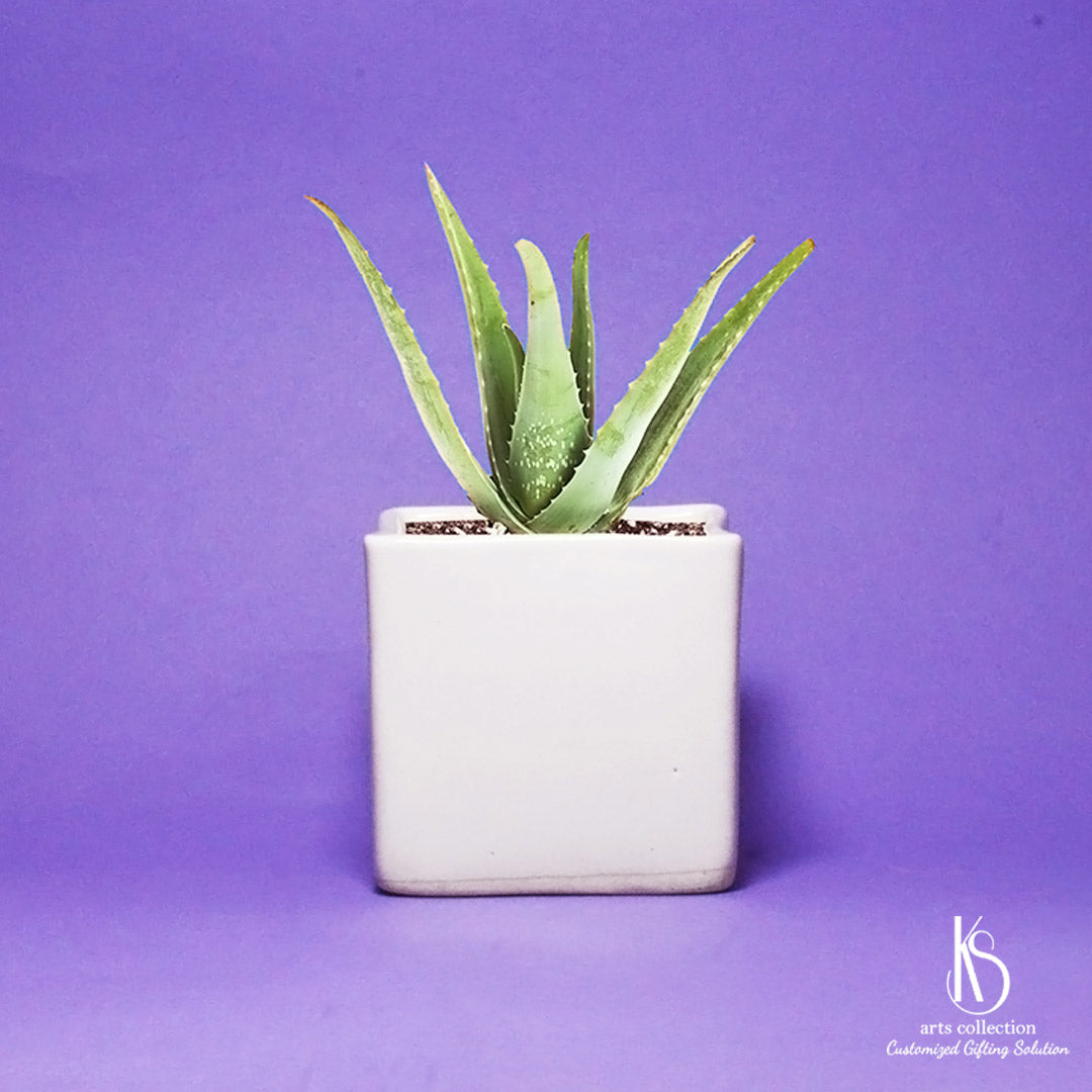 Spice up someone's day with our Tiny Square Ceramic Pot! Ideal for personalized herb planting, this versatile gift is available exclusively at our Online Gift Shop.