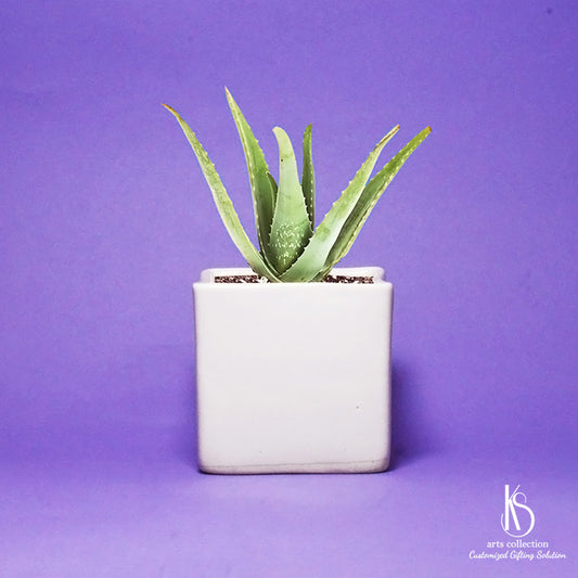 Spice up someone's day with our Tiny Square Ceramic Pot! Ideal for personalized herb planting, this versatile gift is available exclusively at our Online Gift Shop.