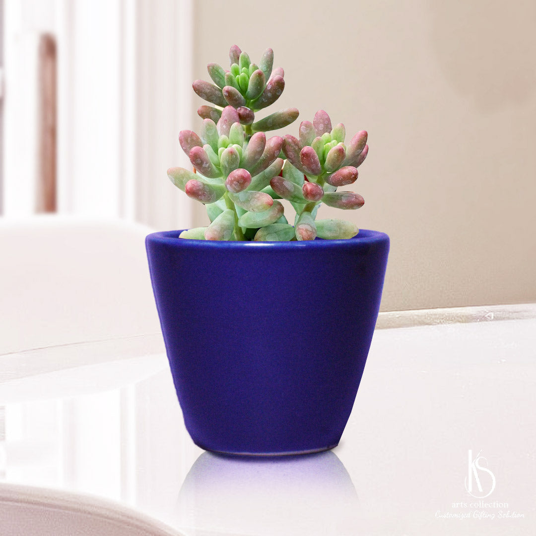 Our Online Gift Shop stocks a treasure - The KS Tiny Succulent Pots from KS arts collection. Works perfectly as a herb planter or a Customized Gift!