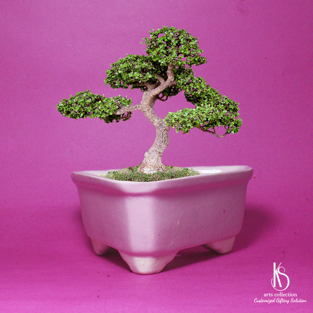 Join the green wave with our KS Triangle Ceramic Bonsai Tray - a must-have planter from our online gift shop. Makes a splendid personalised gift