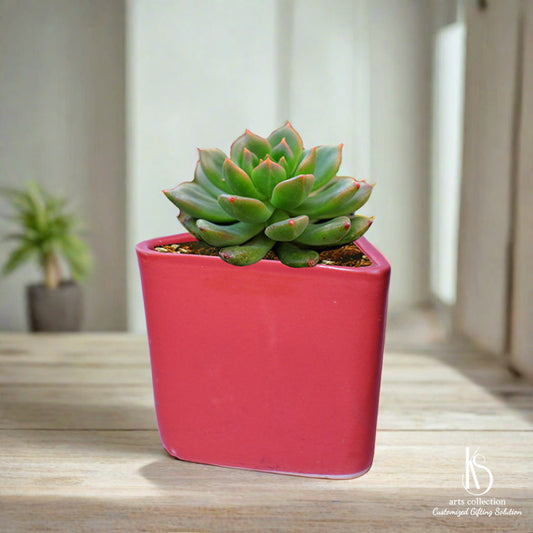 Spruce up your kitchen or garden with our KS Triangular Trikon ceramic herb planter. It's not just a gift, it's a personal touch to enhance any space. Shop now at our online gift shop!