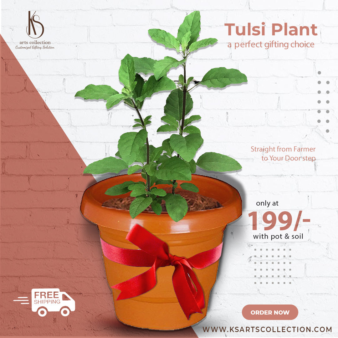 Welcome tranquility to your space with a KS Tulsi Plant. A thoughtful, personalised gift available at our online gift shop. Enjoy green living today!