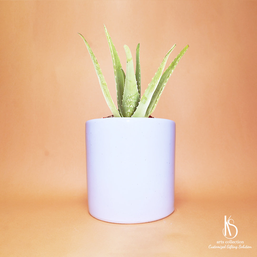 Looking for a unique addition to your herb garden? Our KS White Ceramic Planter is perfect for personalized gifts. Shop now at our Online Gift Shop!