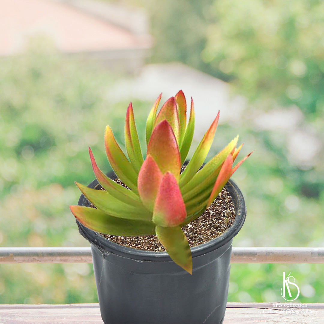 Want the perfect personalised gift? Try the KS Crassula Campfire Succulent Plant from our Mumbai online gift shop. Buy cheap succulent online today