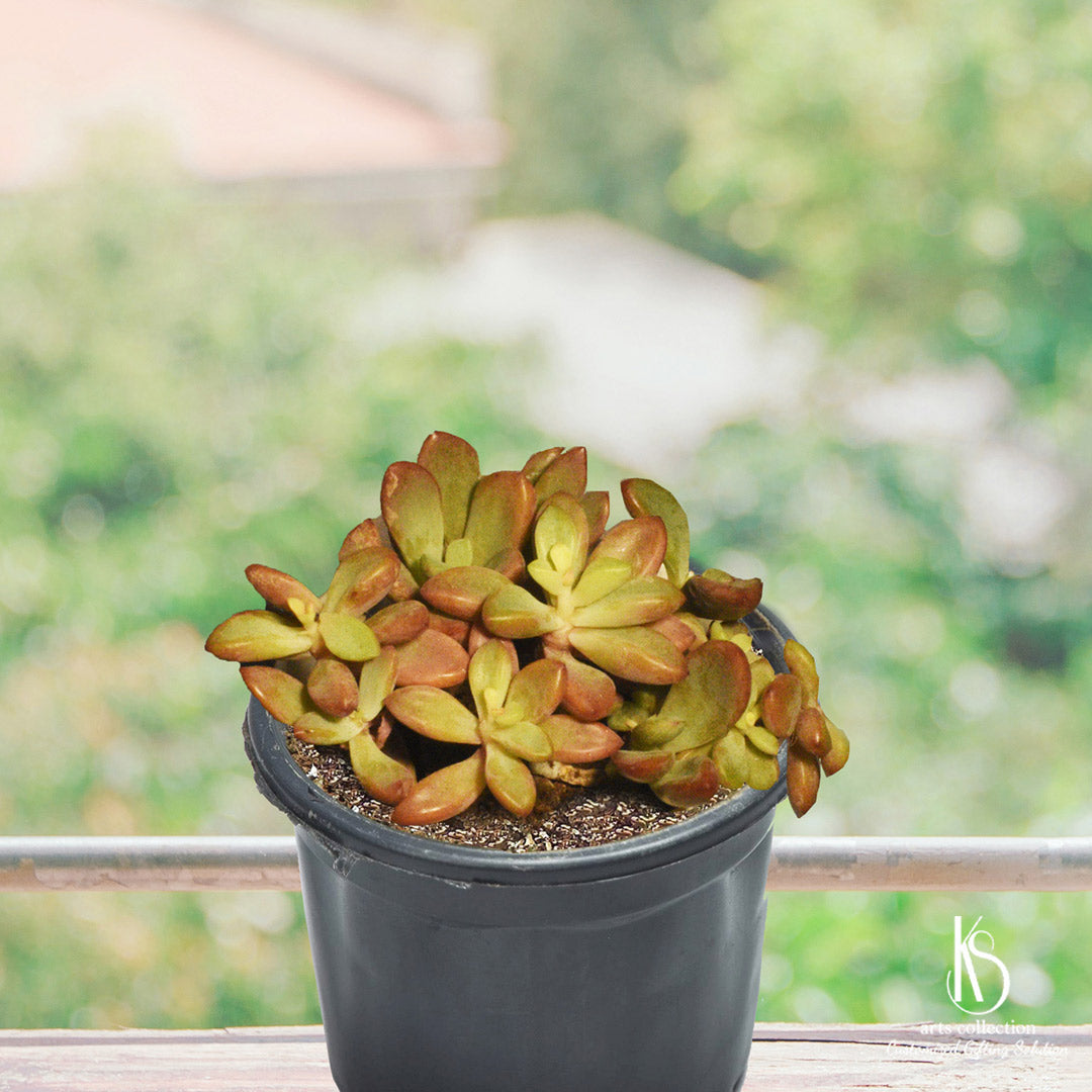 Impress your loved ones with this charming KS Graptopetalum Amenthesium succulent plant from our online gift shop. The perfect personalised gift.