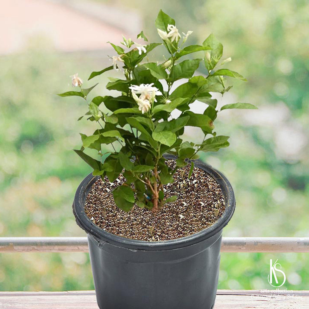 Bring the beauty of Jasminum into your home garden with this lovely Mogra plant. Available at our Online Gift Shop, it makes a perfect gift for any occasion.