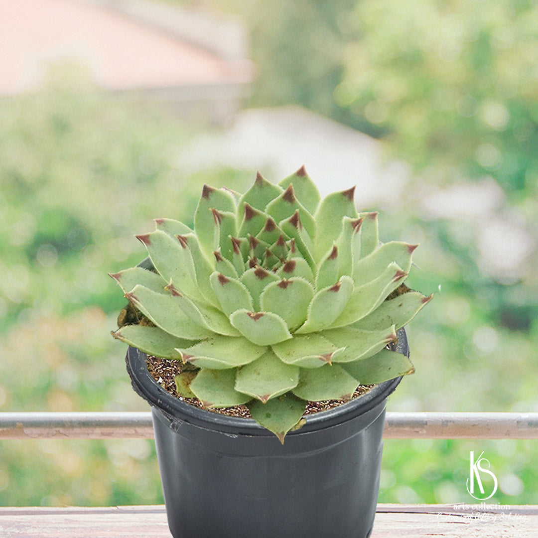 Brighten your day with this easy-to-care KS Laxmi Kamal Sempervivum Succulent plant offered in our online gift shop. Ideal for your personalised gift needs!