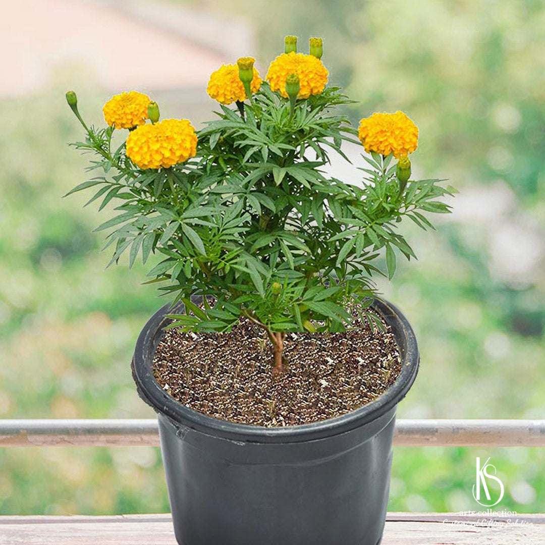 Brighten up any home garden with our KS Marigold, Genda Plant! This vibrant 6-inch nursery pot is the perfect gift for plant lover. Shop at our online gift shop