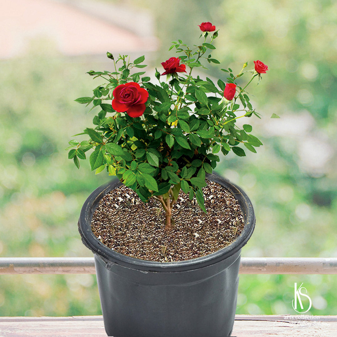 The KS Rose Plant is the perfect gift for any occasion! Easily order this beautiful plant from our online gift shop and bring joy to someone's day.